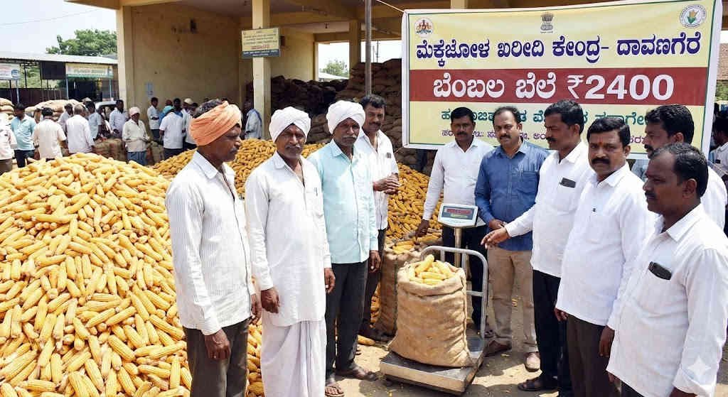 ದಾವಣಗೆರೆ ರೈತರಿಗೆ ಗುಡ್ ನ್ಯೂಸ್: ಮೆಕ್ಕೆಜೋಳ ಖರೀದಿ ದಿನಾಂಕ ವಿಸ್ತರಣೆ! ಕ್ವಿಂಟಾಲ್‌ಗೆ ₹2400 ಫಿಕ್ಸ್, ಹಣ ಯಾವಾಗ ಜಮೆ?